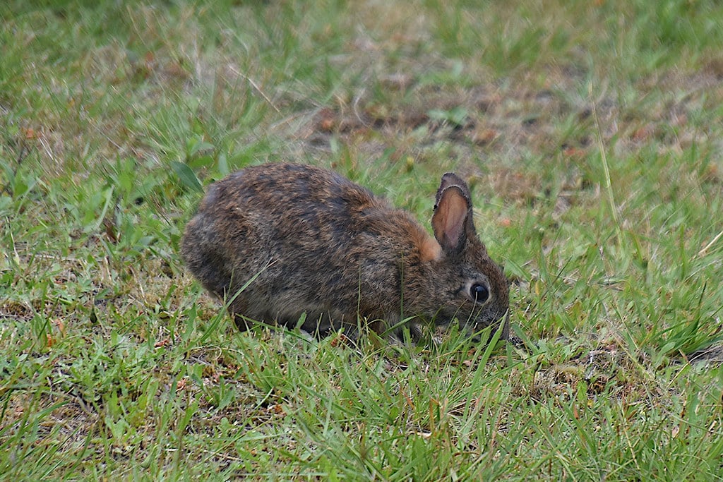 Brush Rabbit - Types of Rabbits in Colorado 