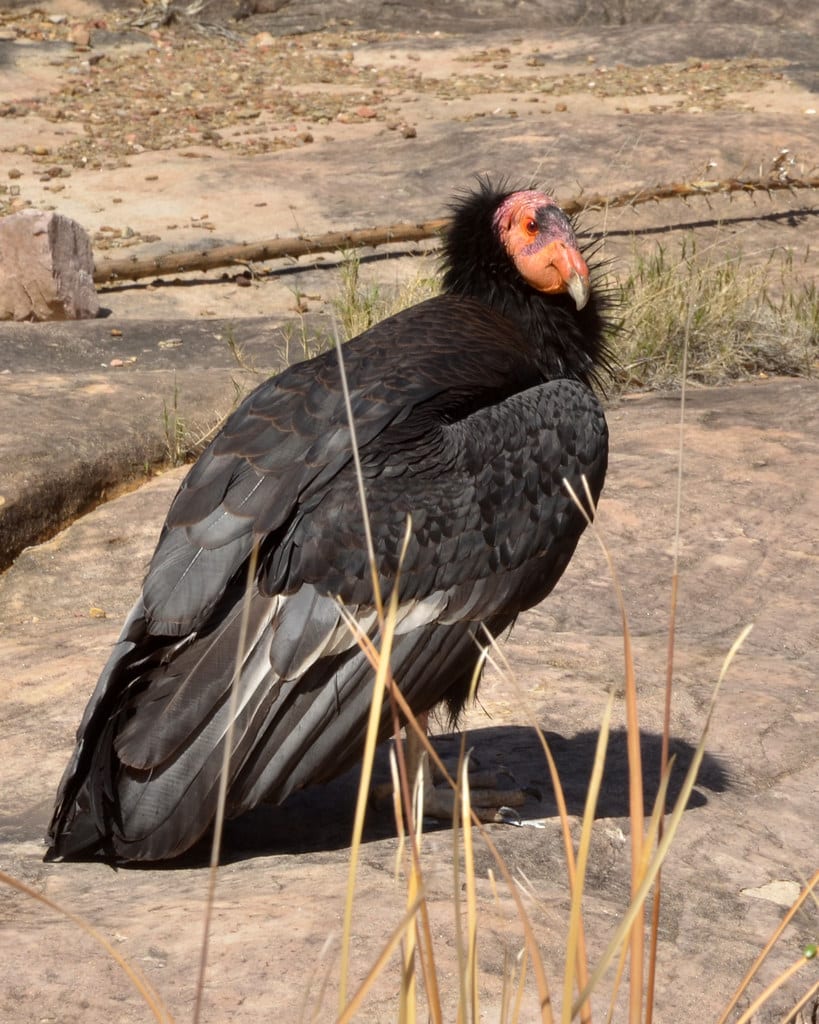 California Condors