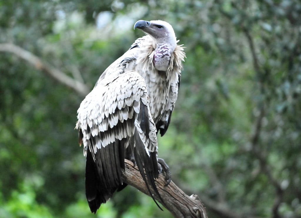 Cape Vultures