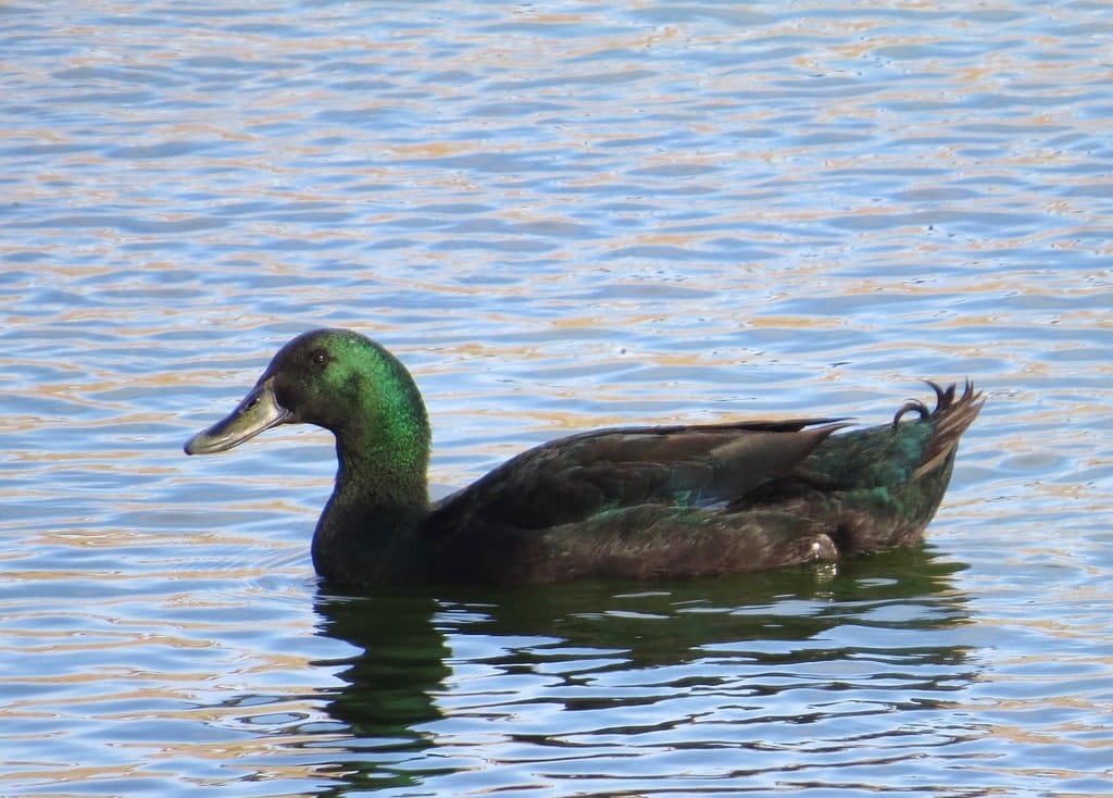 Cayuga Duck