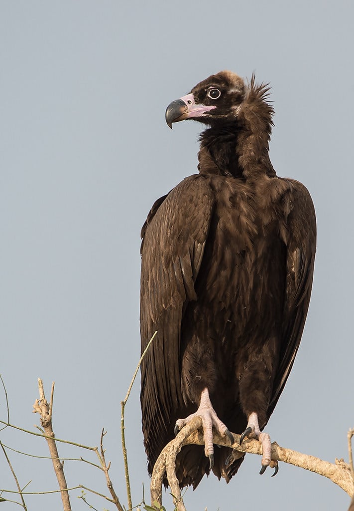 Cinereous Vultures