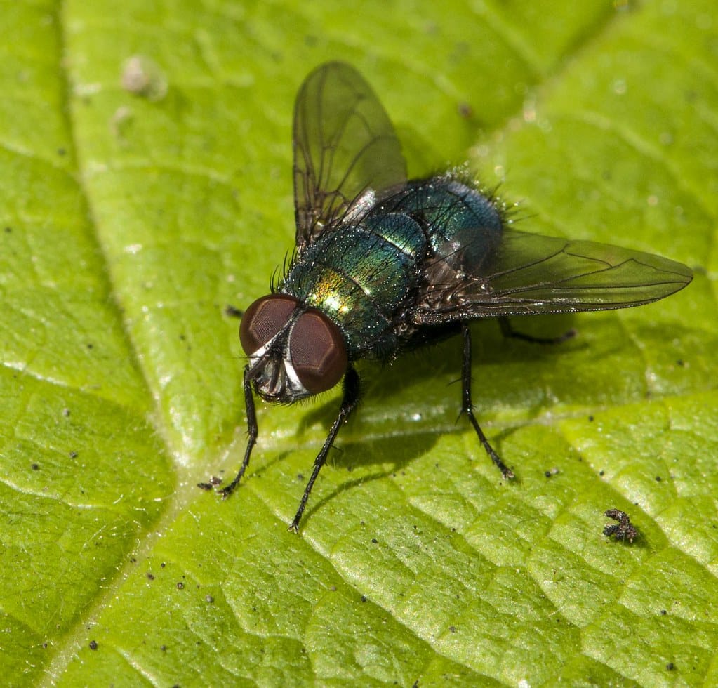 Common Green Bottle Fly - Types of Flies in Arizona