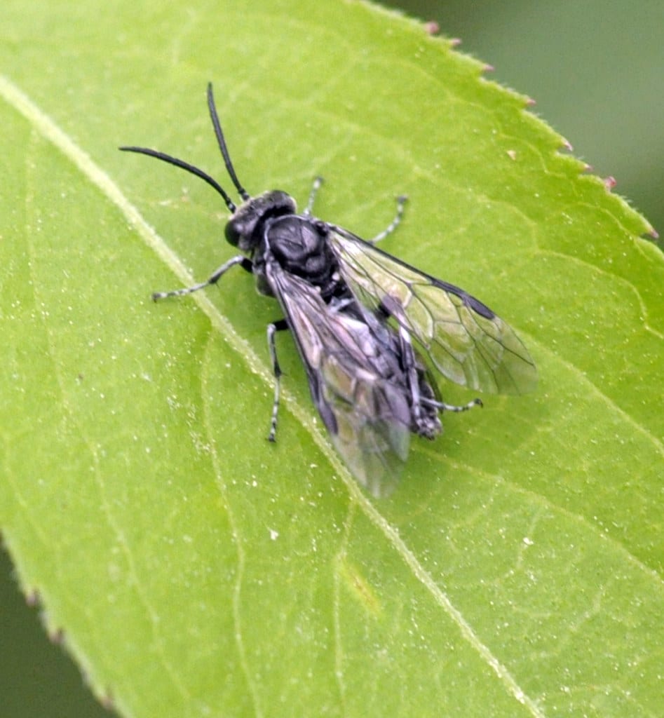 Common Sawfly - Types of Flies in Arizona