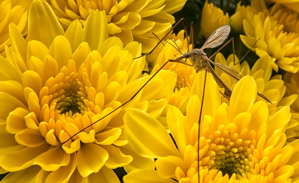 Crane Fly