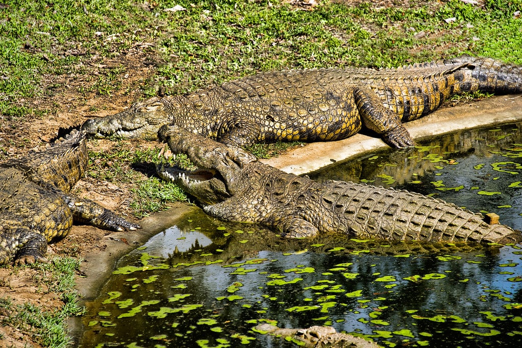 Crocodiles - Animals With Yellow Eyes