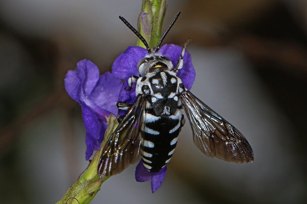 Cuckoo Bees - Types of Bees in Iowa