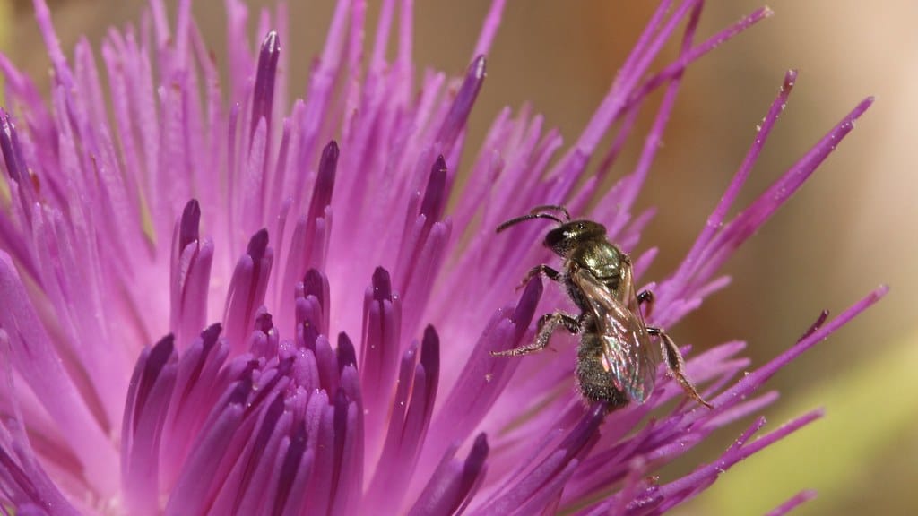 Dialictus Sweat Bees - Different Types of Sweat Bees
