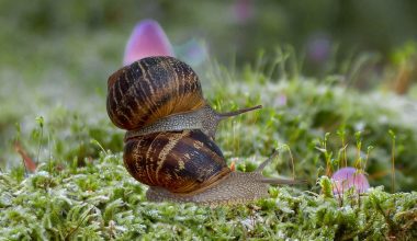 Different Types of Snails