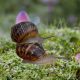 Different Types of Snails