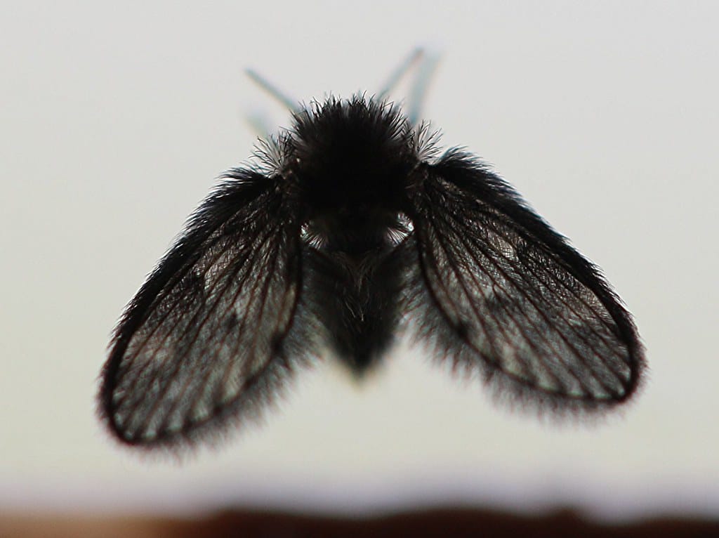 Drain Fly