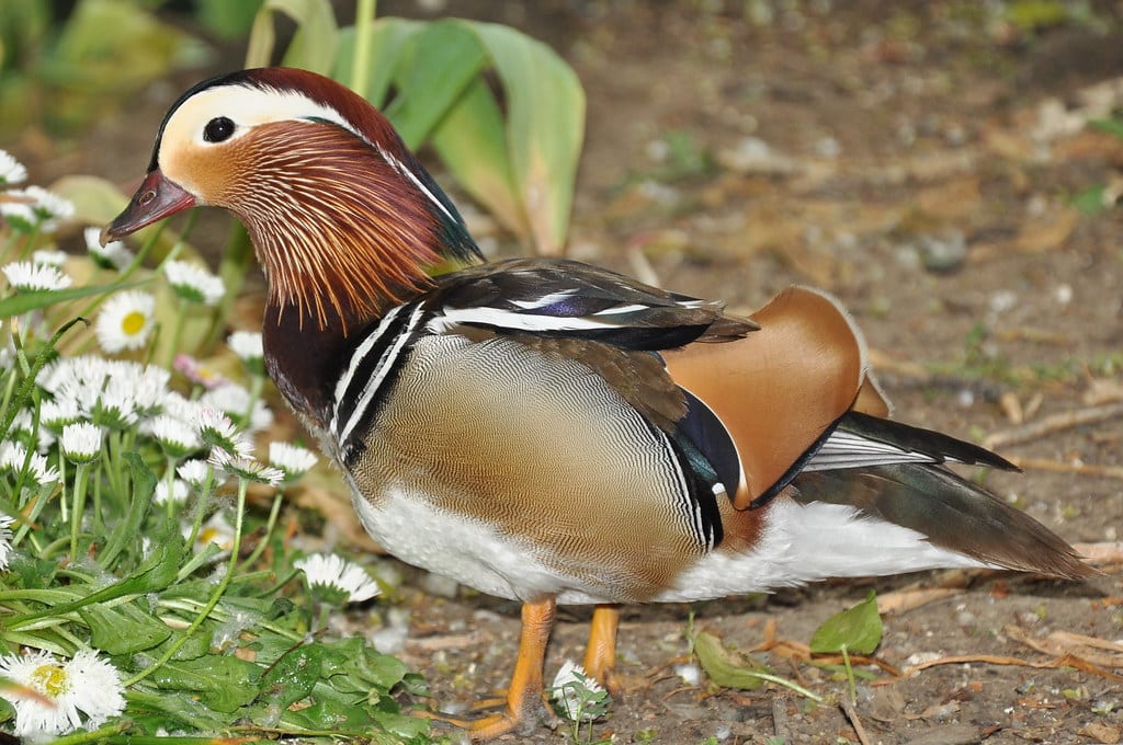 Duck