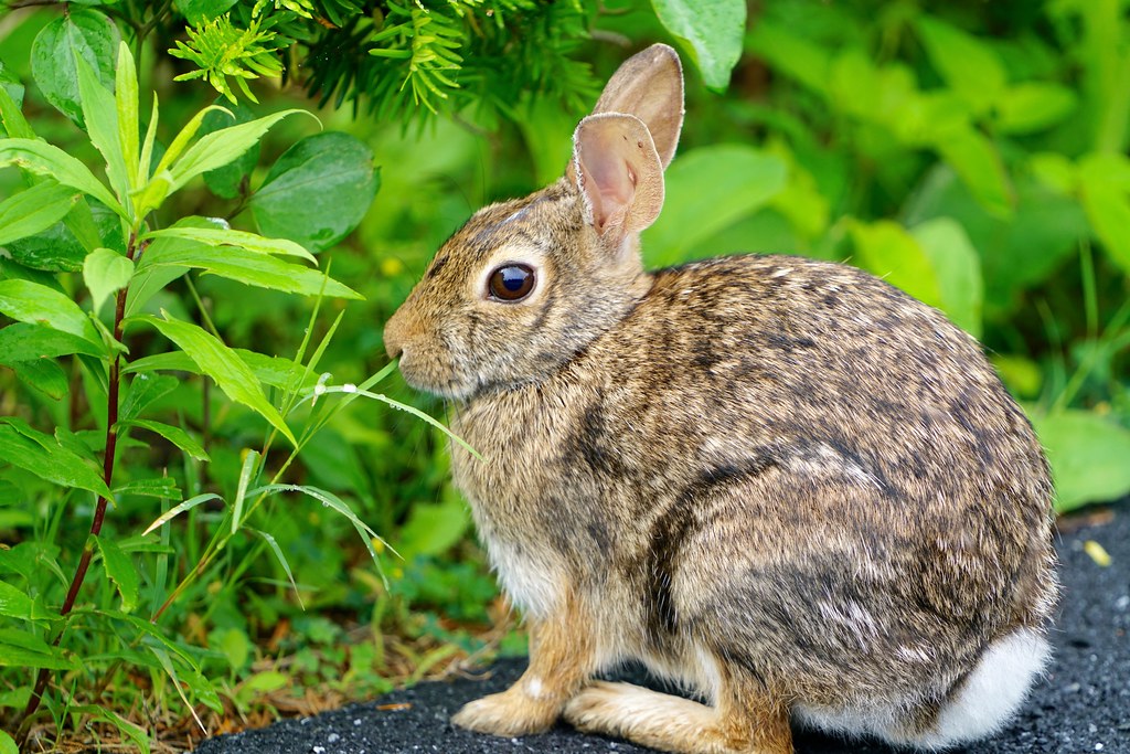 Eastern Cottontail 