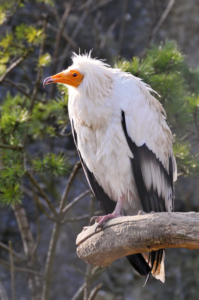 Egyptian Vultures