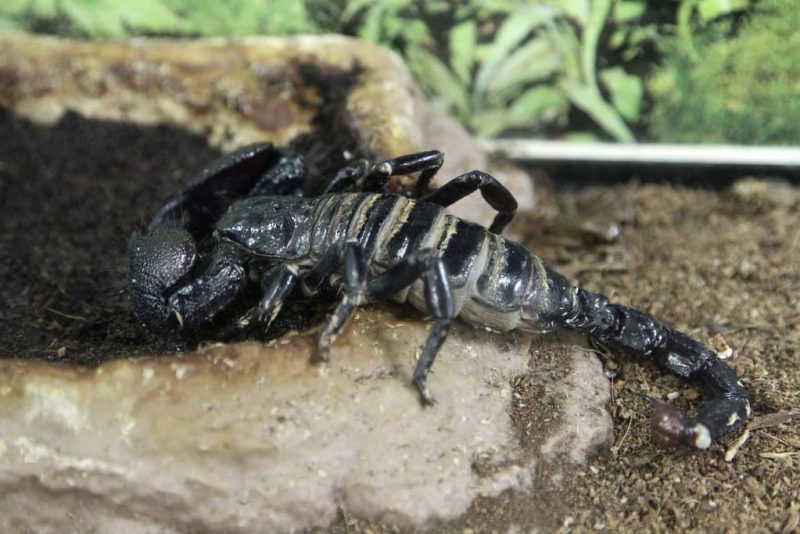 11 Types Of Scorpions For Pets (With Pictures)