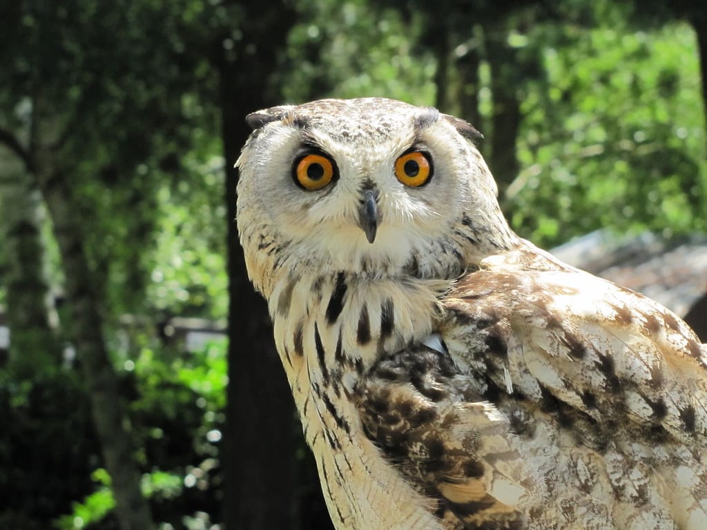 Eurasian Eagle Owl