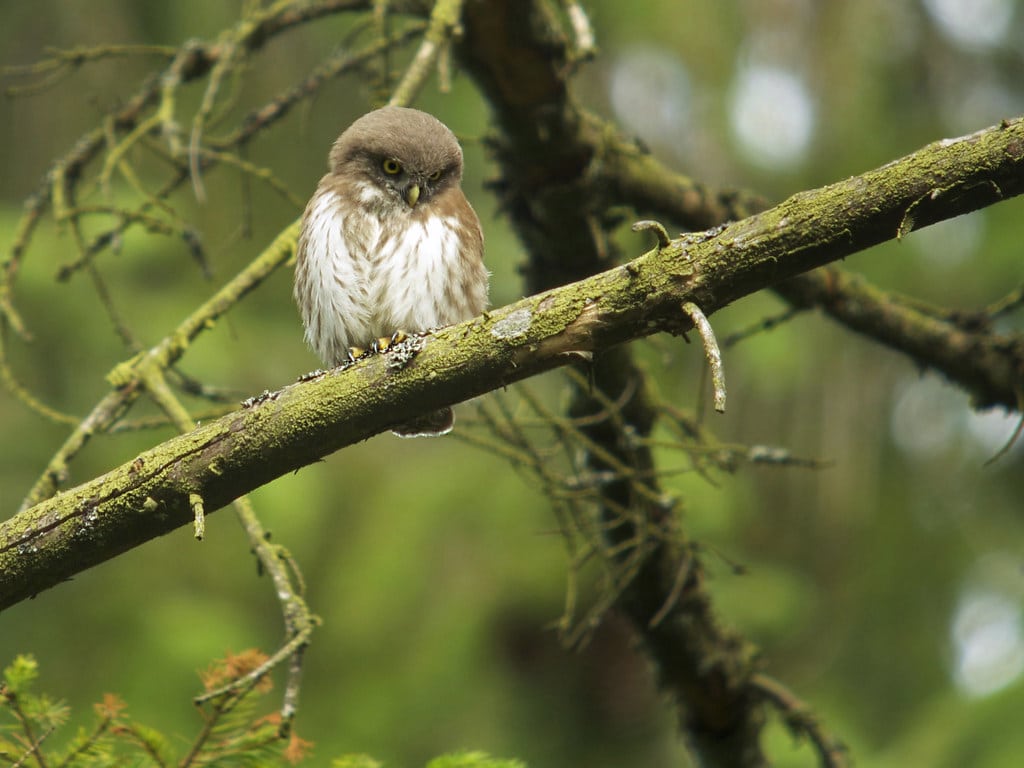 Eurasian Pygmy Owl