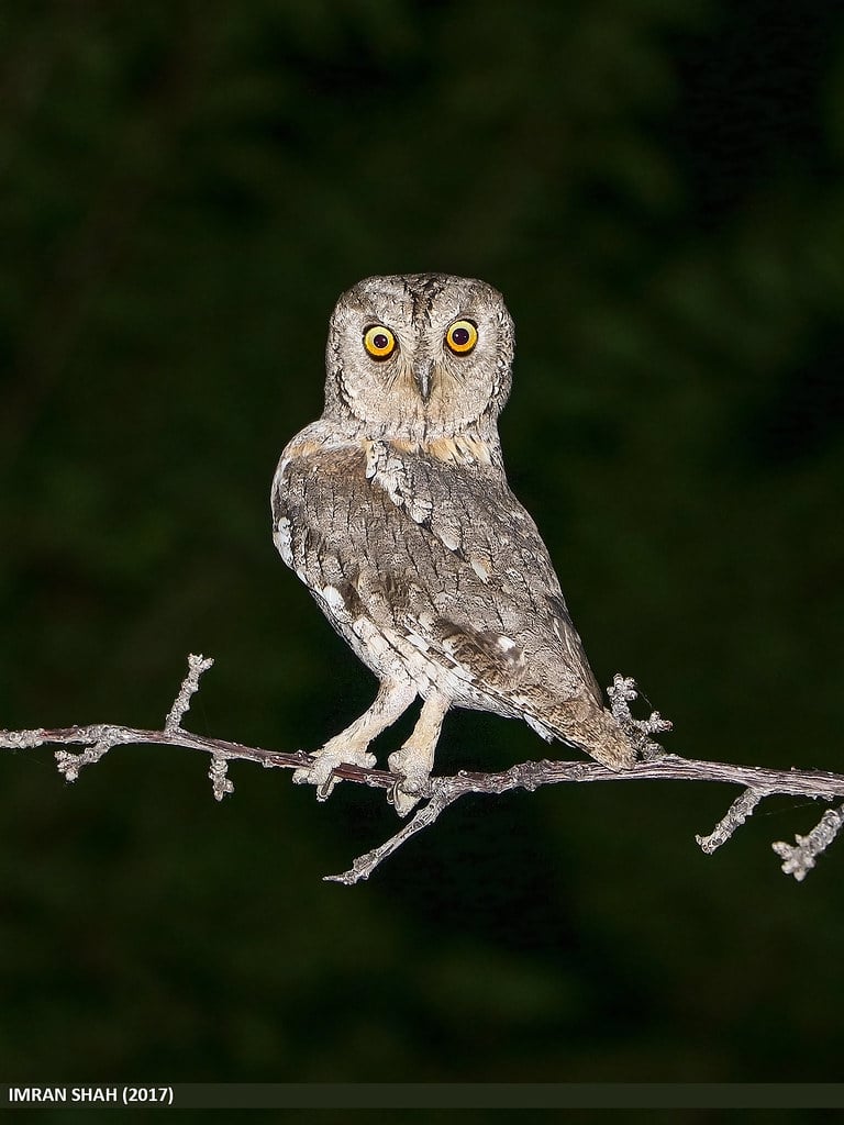 Eurasian Scops Owl