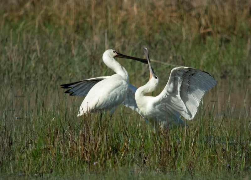 22 Different Types Of Water Birds