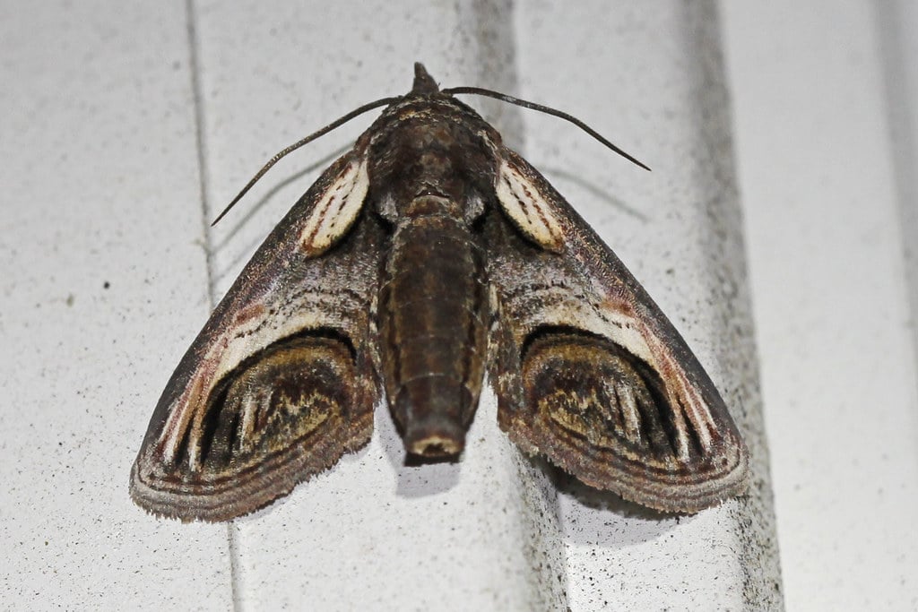 Eyed Paectes Moth - Types of Moths in Texas