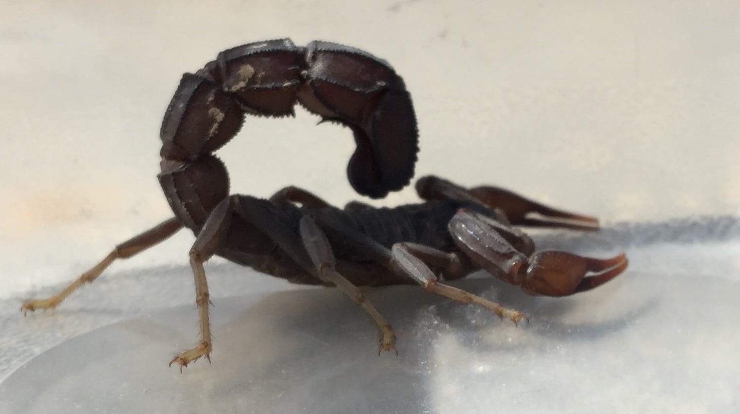 Fat-Tailed Scorpion