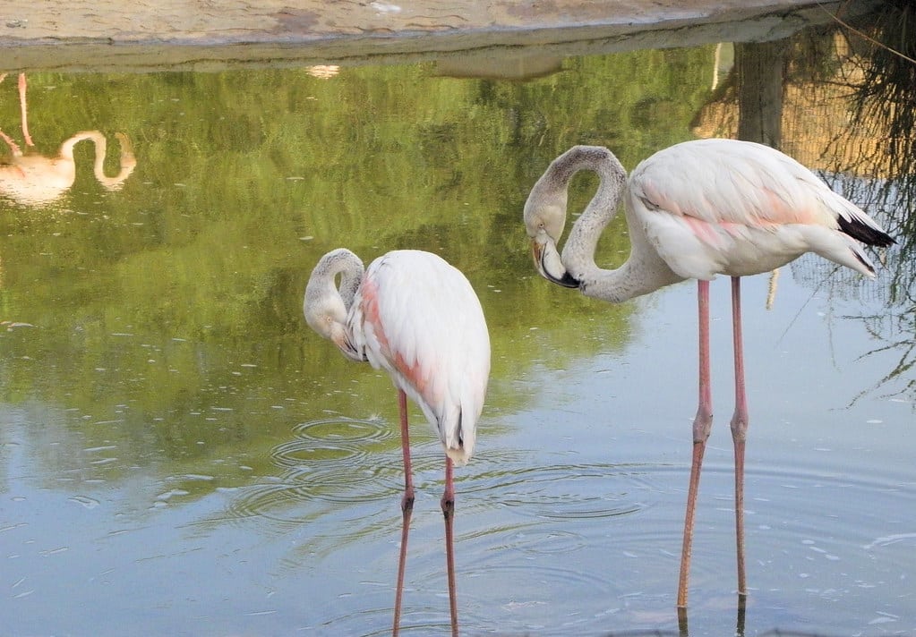 Flamingos