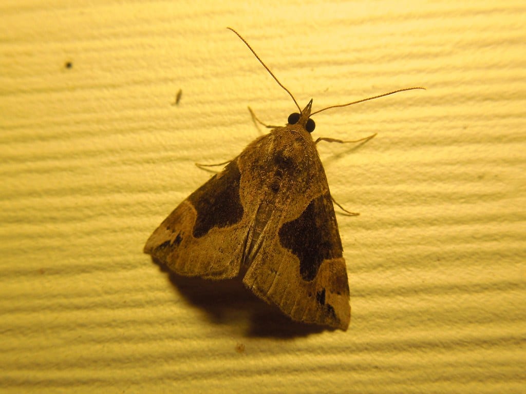 Flowing-line Hypena - Types of Moths in Texas Moth