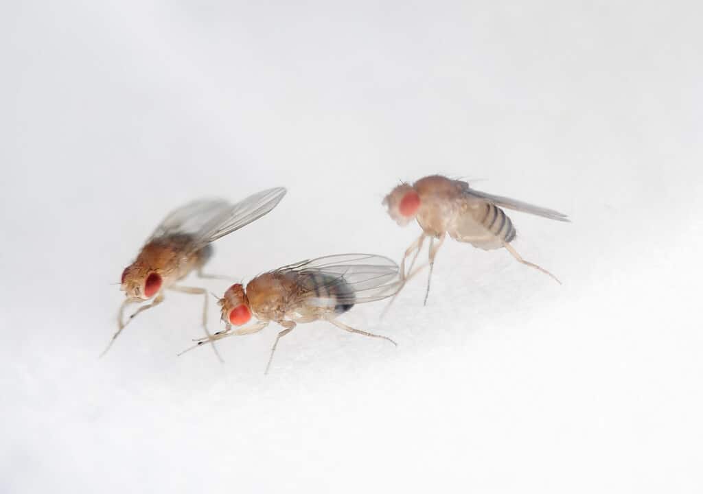 Fruit Fly - Types of Insects That Fly