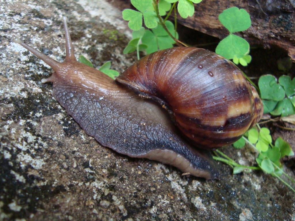 21 Different Types of Snails (With Pictures)