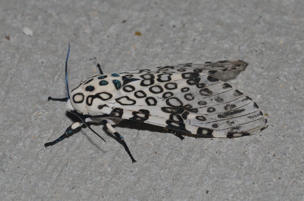 Giant Leopard Moth