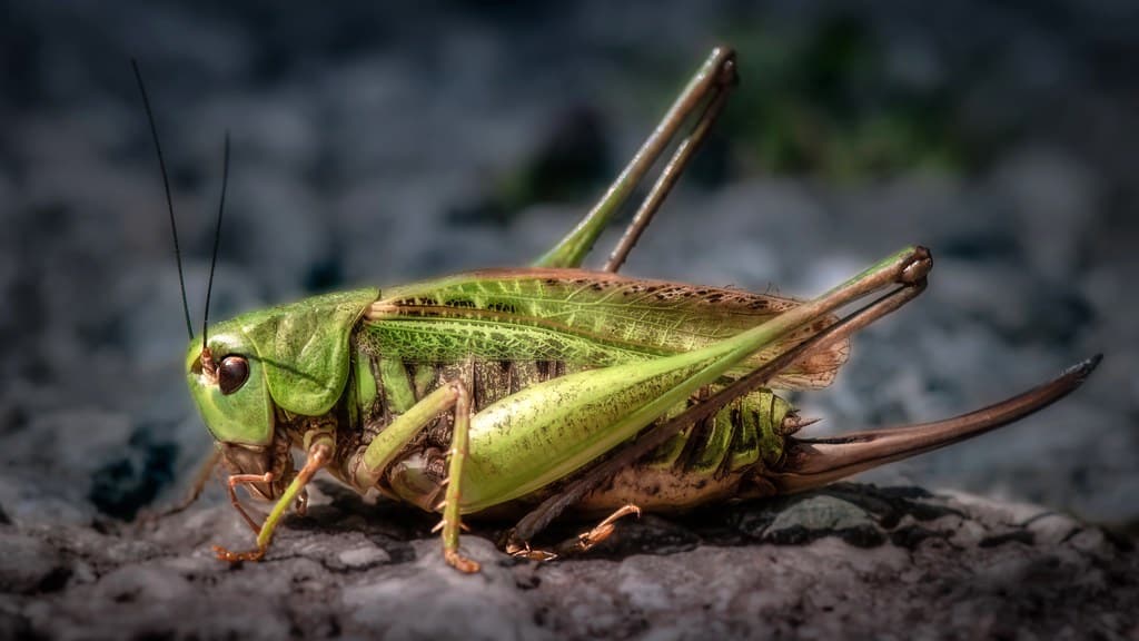 Grasshoppers and Crickets - Types of Insects That Fly