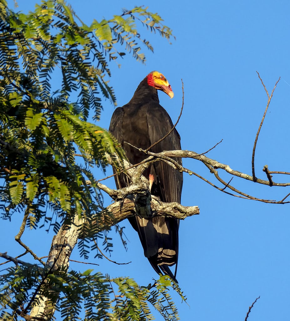 Greater Yellow-headed Vultures