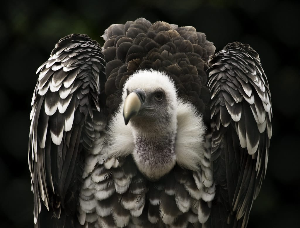 Griffon Vultures