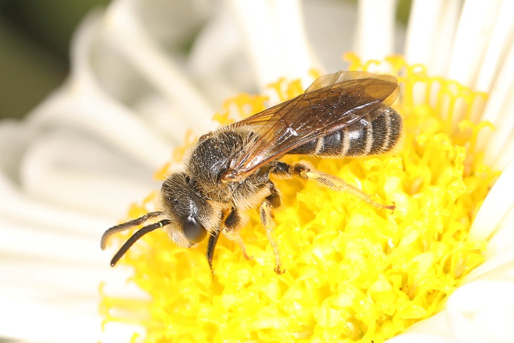 Halictus Sweat Bees - Different Types of Sweat Bees