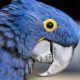 Is the Blue Macaw Extinct