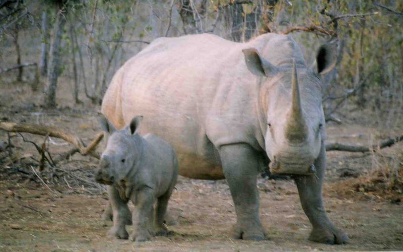 Is the White Rhino Extinct