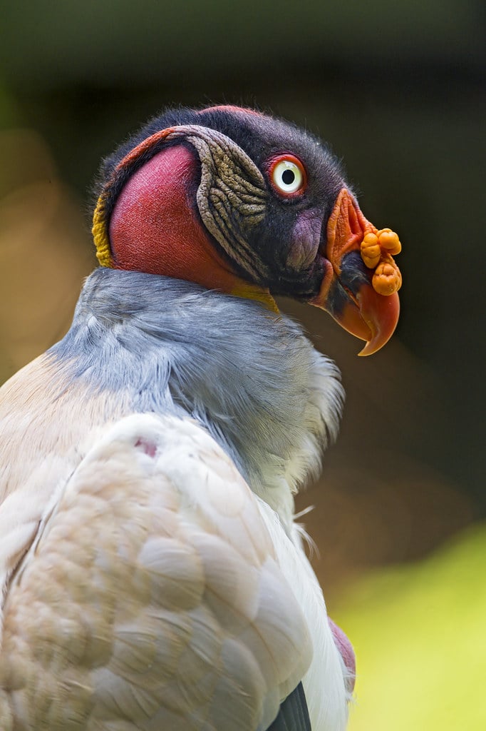 King Vultures