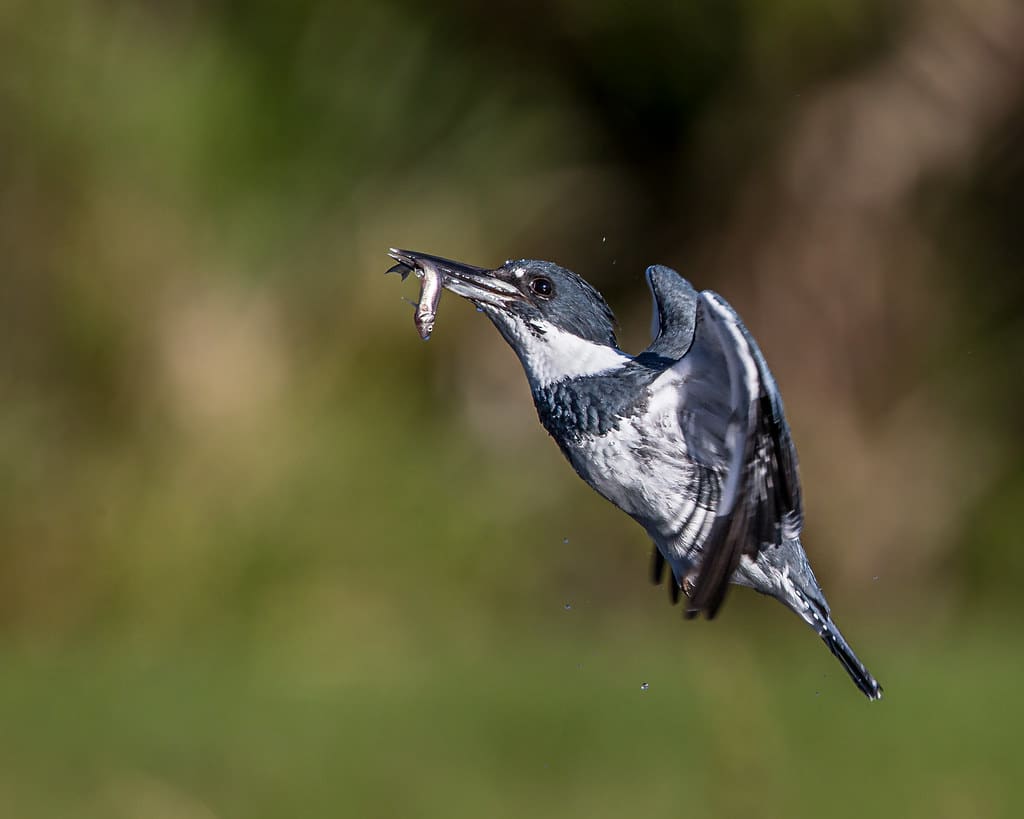 22-different-types-of-water-birds