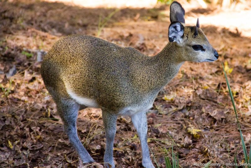 26 Amazing Animals That Hop (With Pictures)