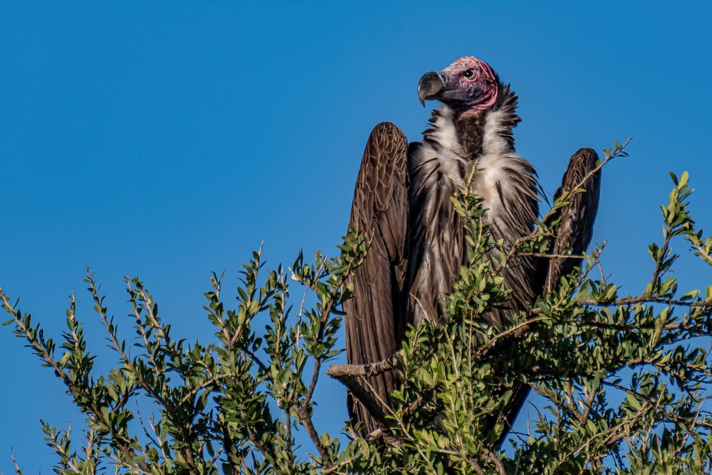 Lappet-faced Vultures