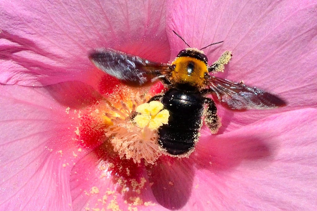 Large Carpenter Bees