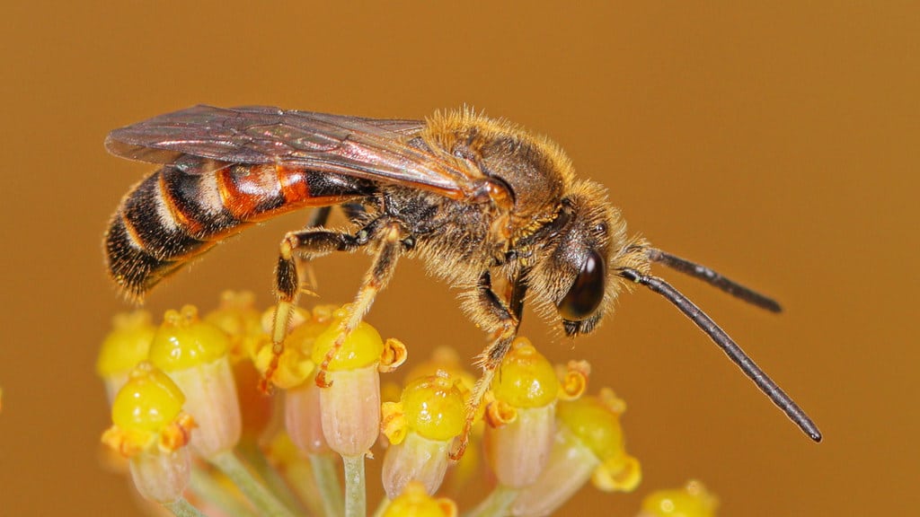 Lasioglossum Sweat Bees