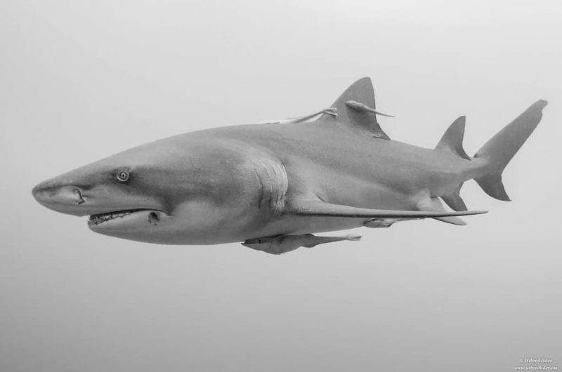 8 Different Types of Sharks