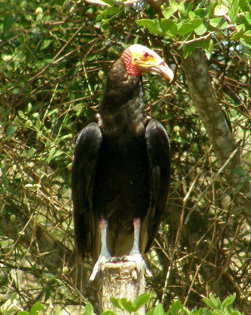 Lesser Yellow-headed Vultures