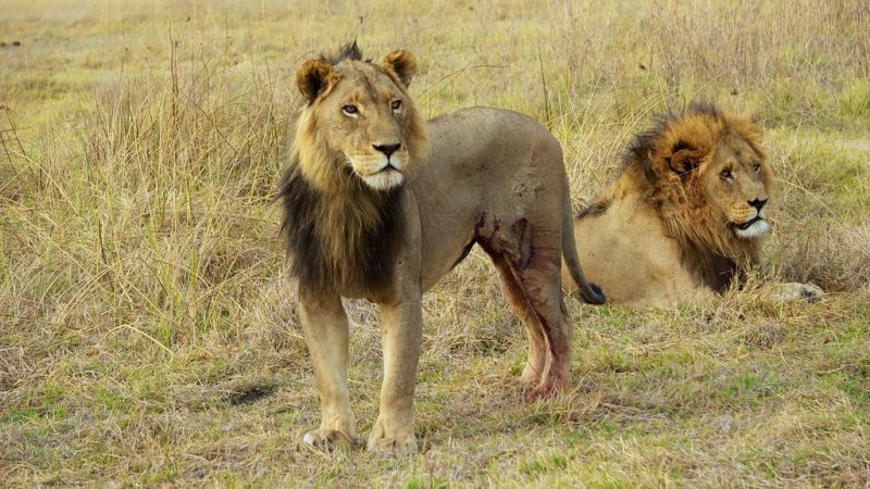 34 Animals With Claws and Their Pictures