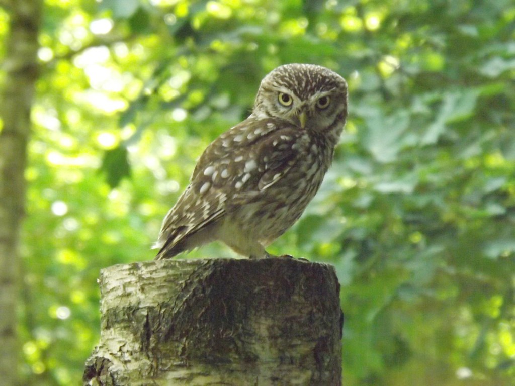 Little Owl