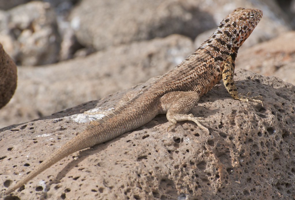 Lizards - Animals With Claws