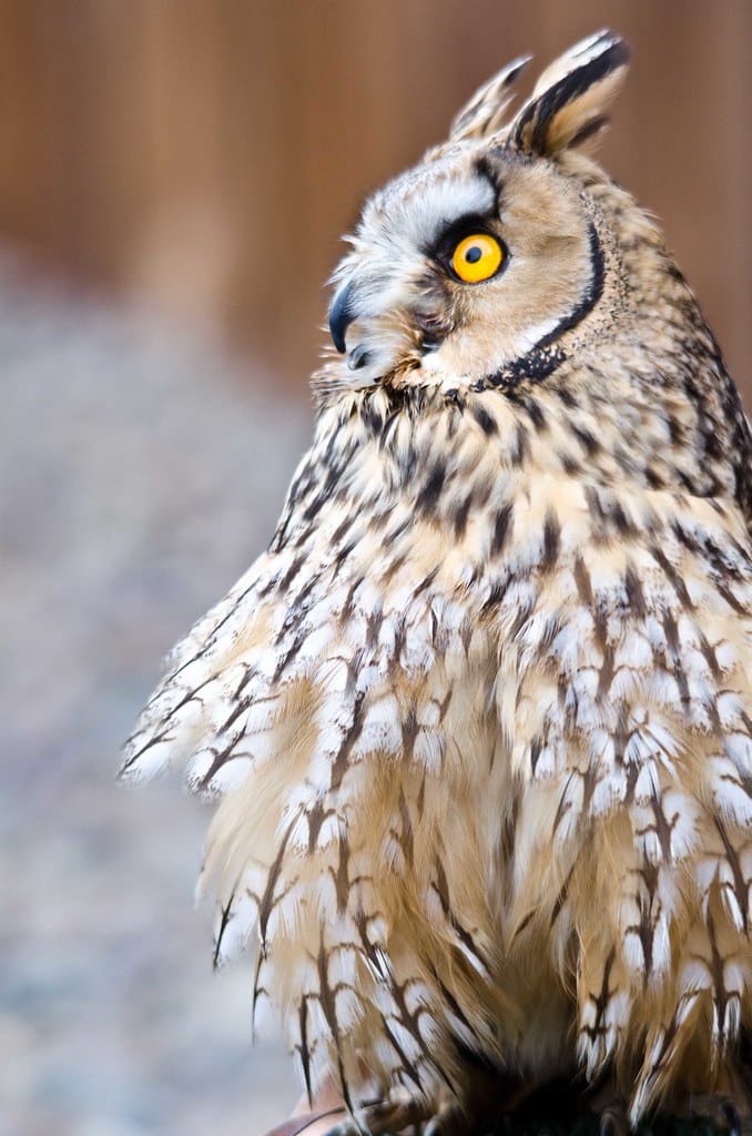 Long-Eared Owl