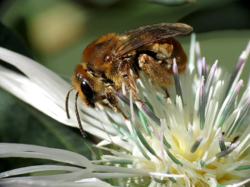 14 Types of Bees in Arkansas (With Pictures)