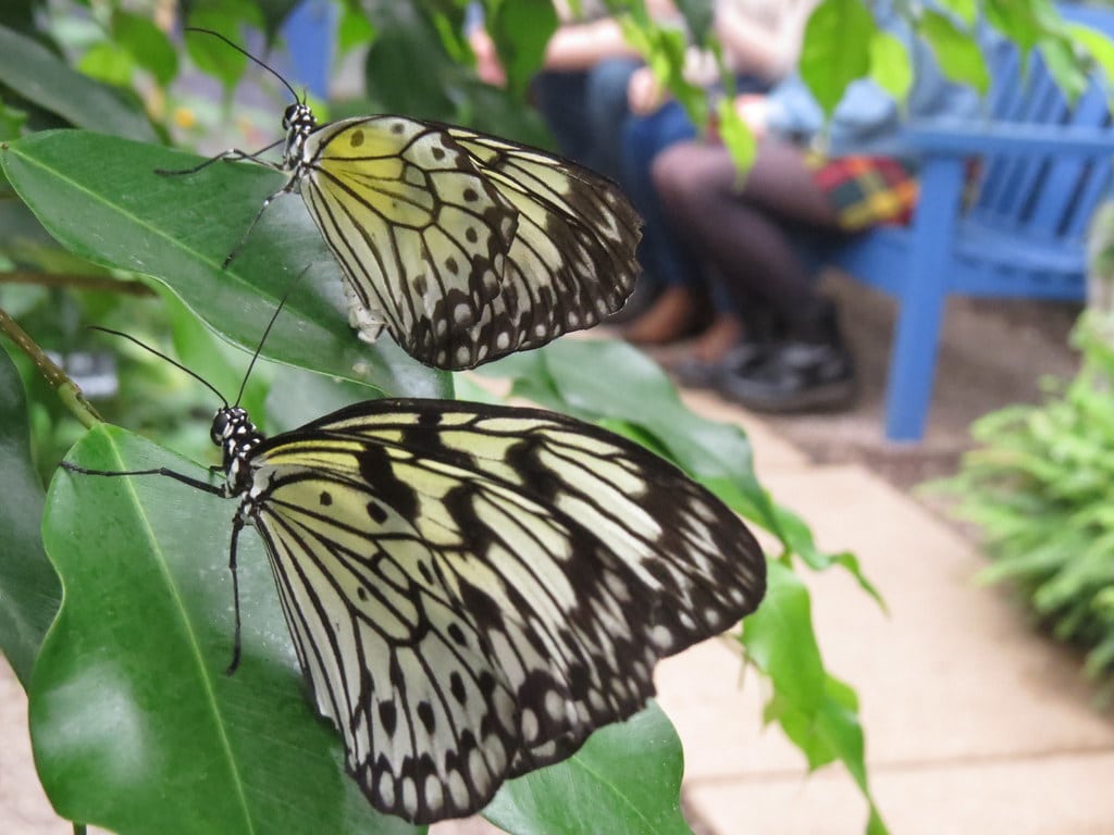 Malabar Tree Nymph - Types of Butterflies in India