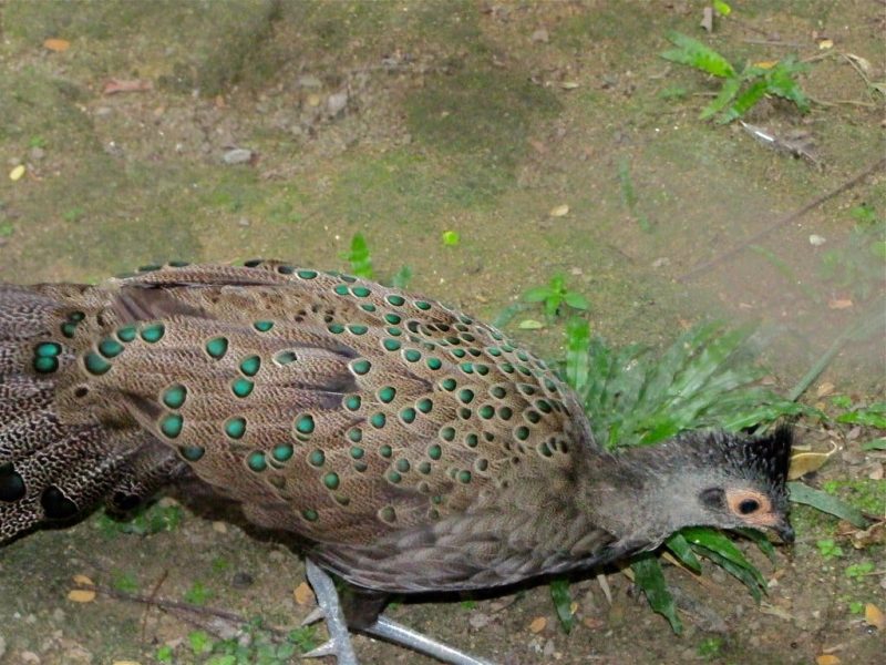 15 Different Types of Pheasants (With Pictures)